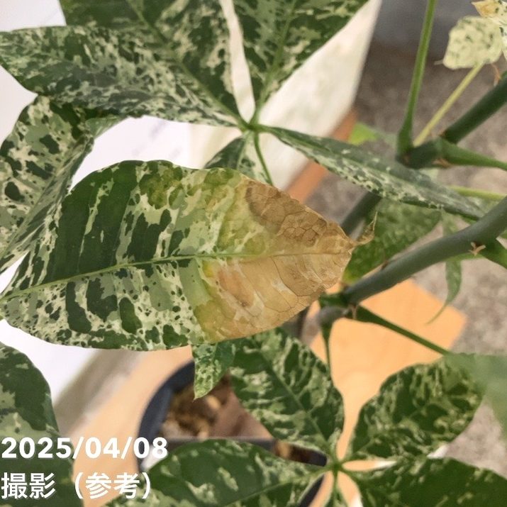 決算！ポイント5倍！7/31まで】【現品お届け】実生 斑入りパキラ