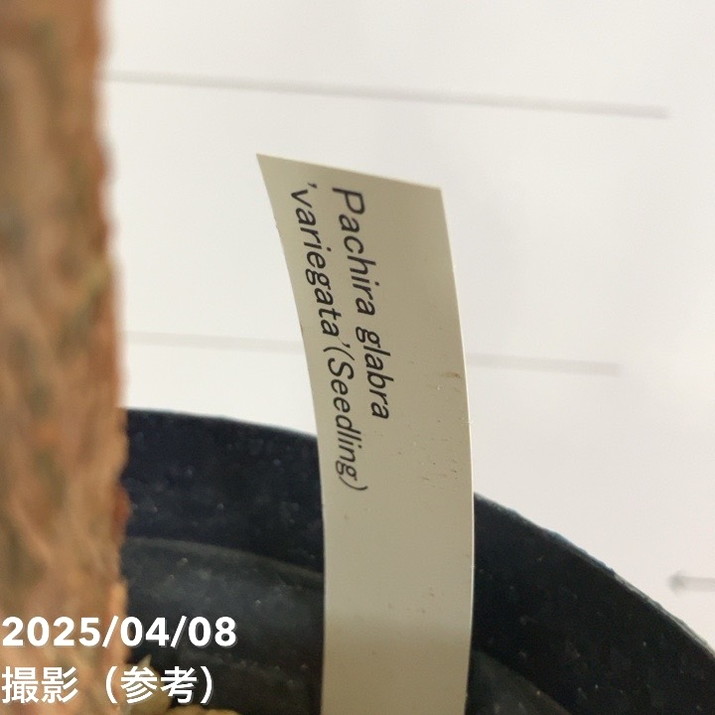 現品お届け】実生 斑入りパキラ Pachira glabra 'variegata'（Seedling