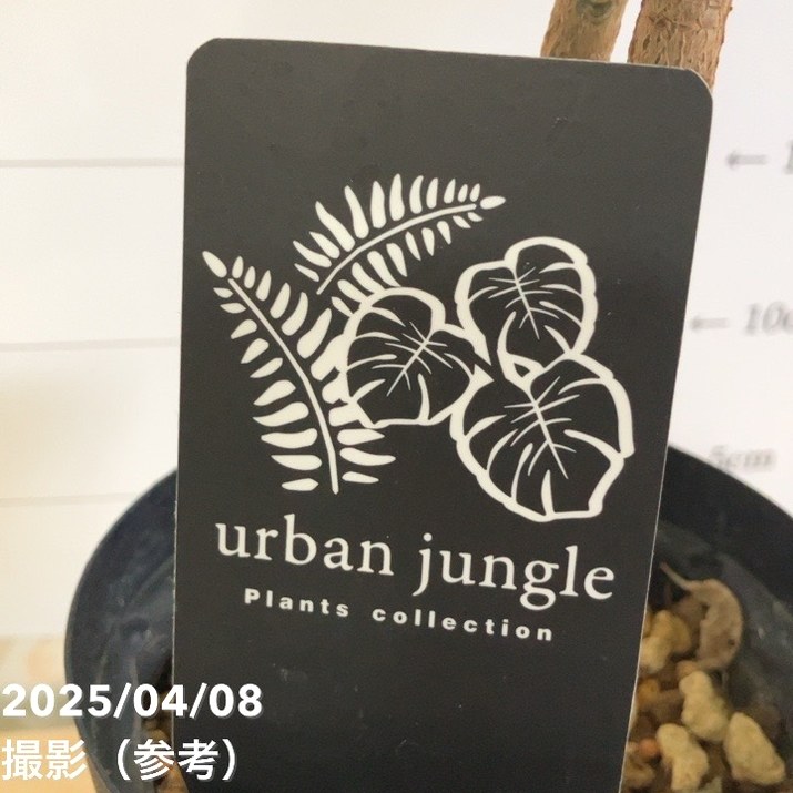 パキラ　斑入り　実生　陶器鉢つき 楽天市場】パキラ 斑入り（観葉植物｜花・観葉植物）：花