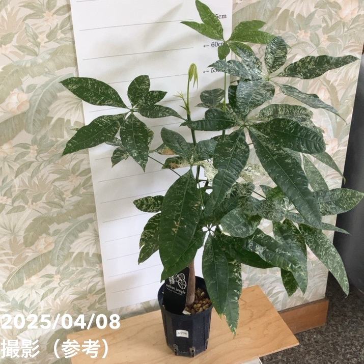 現品お届け】実生 斑入りパキラ Pachira glabra 'variegata'（Seedling