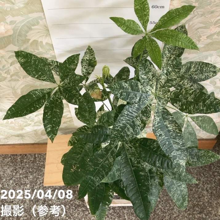 パキラ 斑入り 実生　希少 超希少な斑入り実生パキラを買ってもらった♪ | 満花今日
