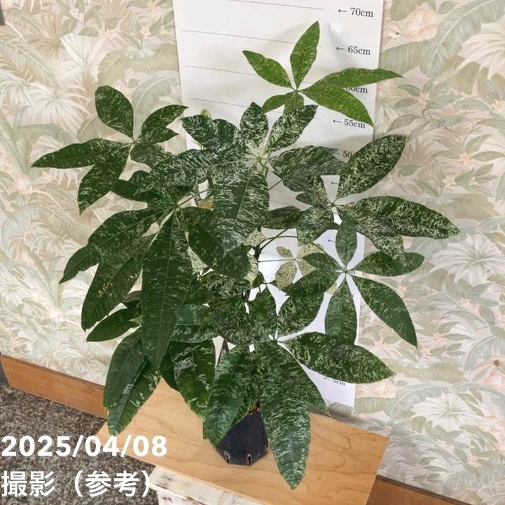 希少　パキラ　実生　珍しい斑入り　観葉植物 斑入りパキラ 実生 2.5号｜観葉10-TU : 赤塚植物園ヤフー店