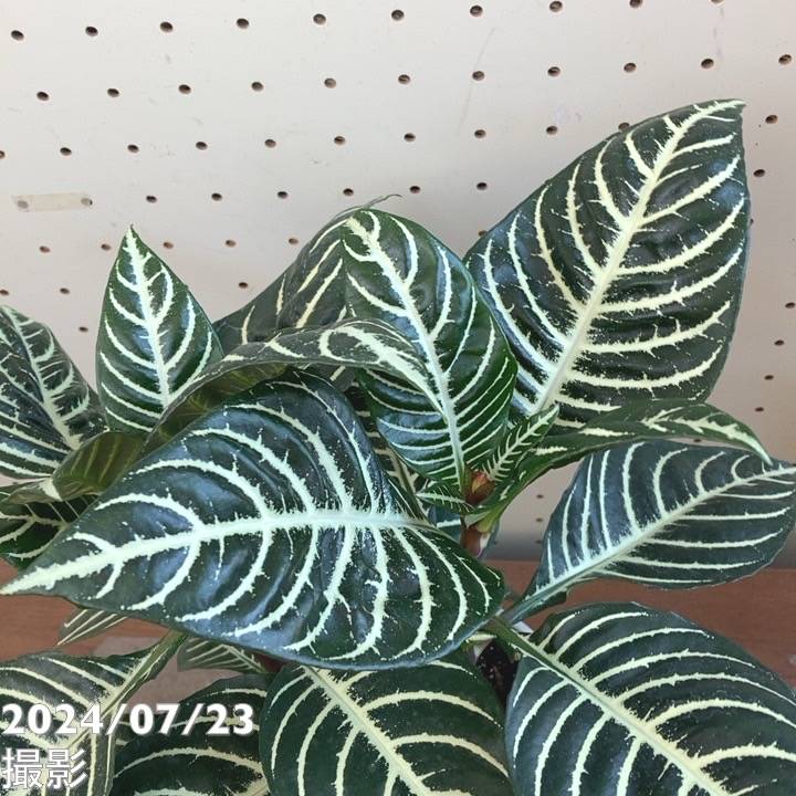 アフェランドラ・S ダニア 5号 ｜観葉04-PA | 観葉・多肉 | 赤塚植物園