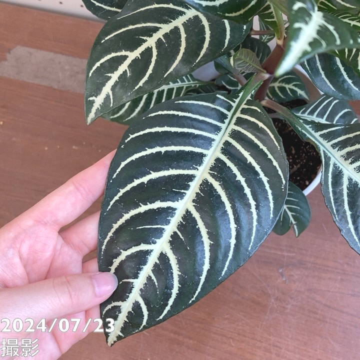 Frank Patania Sr.のリング‼️約13.5号 フランクパタニア希少 Frank Patania Sr.のリング‼️約13.5号 フランクパタニア希少-新入荷品