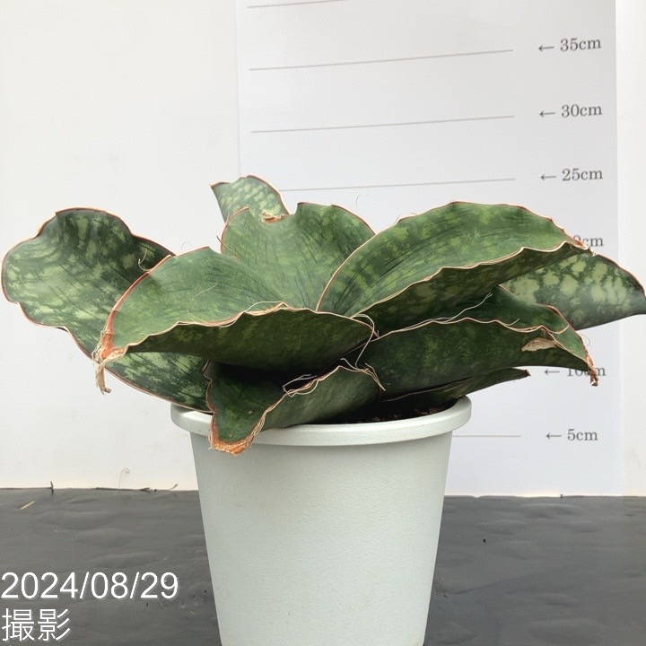 サンセベリア ドラゴンウイング　子株付き Amazon.co.jp: サンスベリア ドラゴンウイング 5号 子株付き 大型大株