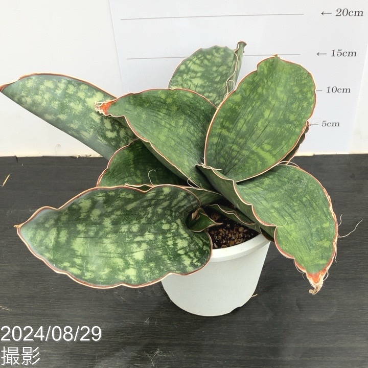 n*u様 サンスベリア dragon wing variegated A サンスベリア ドラゴンウィング Sansevieria sp. Mafinga