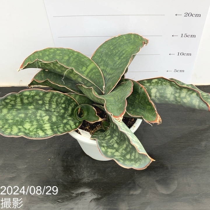 現品お届け】サンスベリア 5号 ドラゴンウィング 白プラ鉢仕様（S63