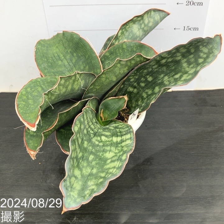 現品お届け】サンスベリア 5号 ドラゴンウィング 白プラ鉢仕様（S63