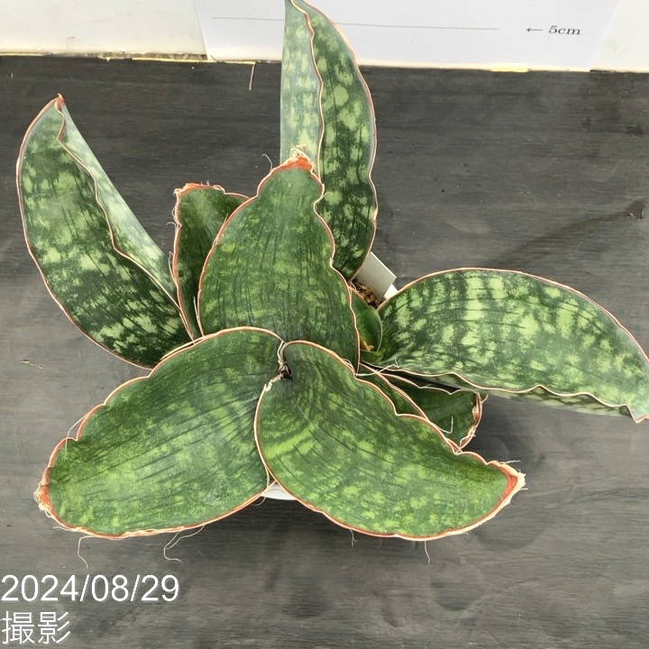 現品お届け】サンスベリア 5号 ドラゴンウィング 白プラ鉢仕様（S63