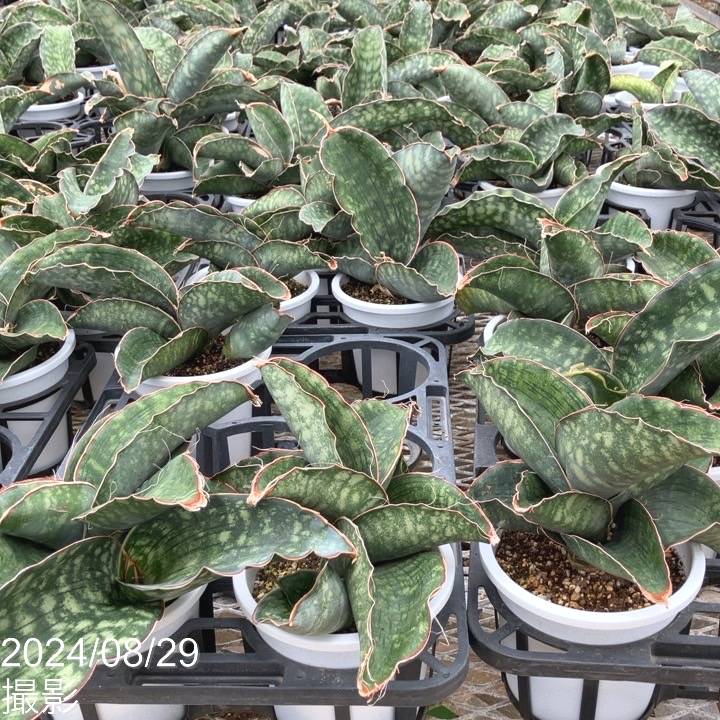 セール中　斑入り　サンセベリア　Green Dragon サンスベリア 群生 斑入り サンセベリア Green Dragon サンスベリア 群生