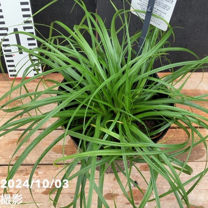 オランジ出品 2024年11月9日発売】ダンロップ□スリクソン□ZXi5 アイアン□6本組（5