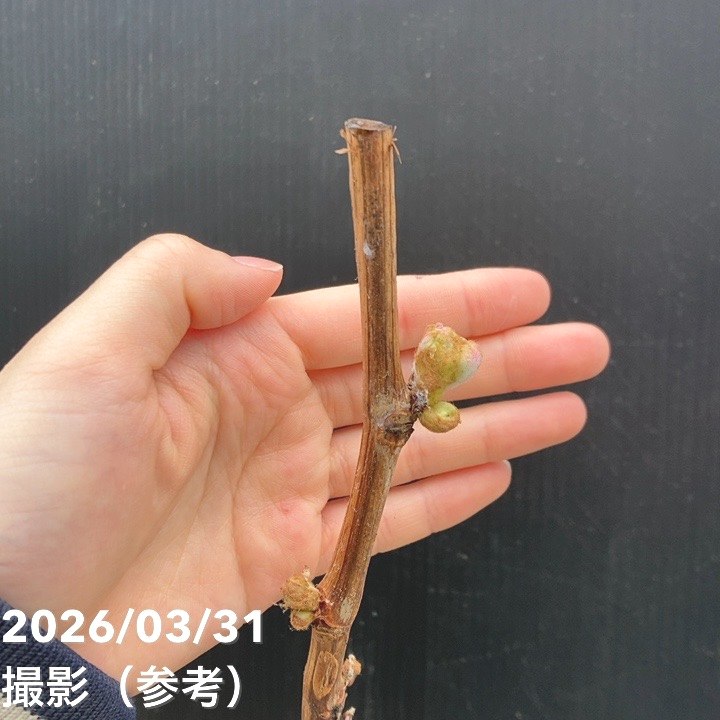 ブドウ 藤稔 ふじみのり 4号ポット苗｜果樹04-PA | 果樹,ブドウ | 赤塚