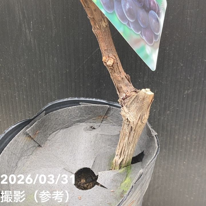 ブドウ 藤稔 ふじみのり 4号ポット苗|果樹04-PA