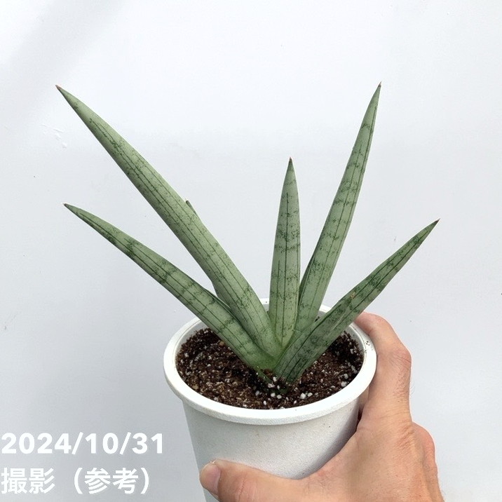 サンスベリア サンスベリア 4号 シルバークラウン Silver Crown（子株）白プラ鉢