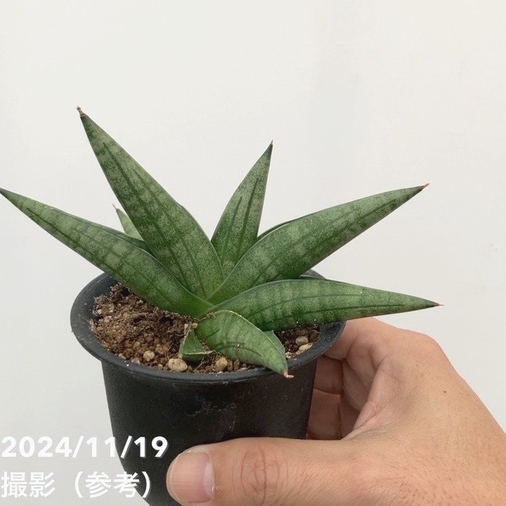 期間限定10％OFF！】サンスベリア 3号 ムース Moose（子株）黒プラ鉢