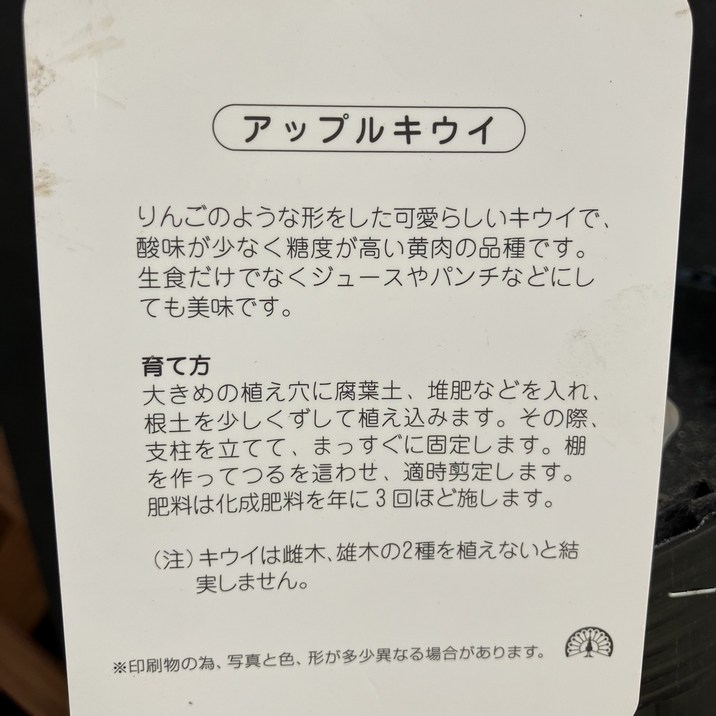 アップルキウイ センセーションアップル 雌木 5号|果樹04-PA