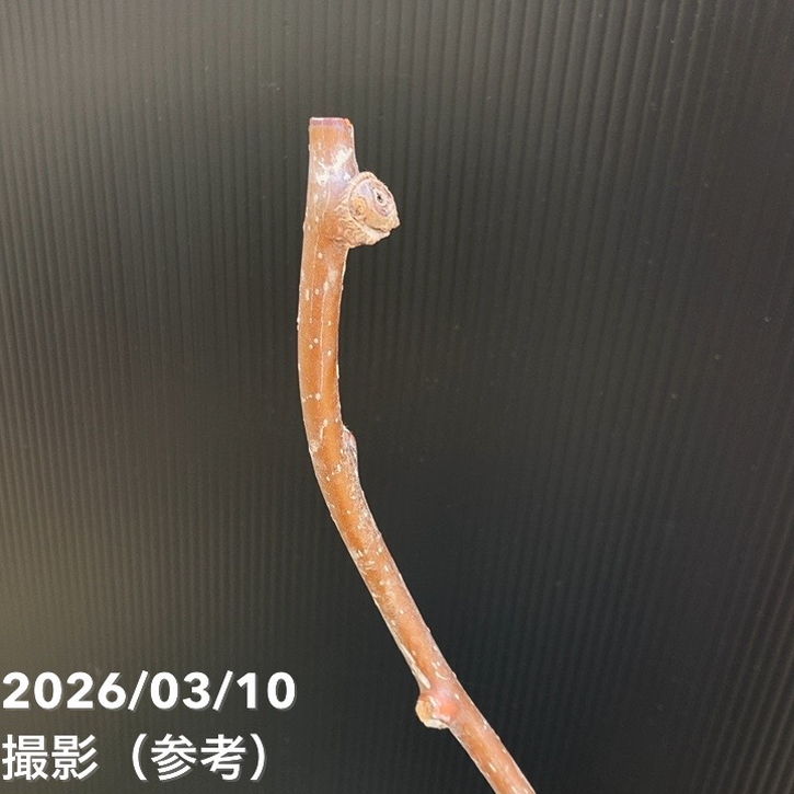 アップルキウイ センセーションアップル 雌木 5号|果樹04-PA
