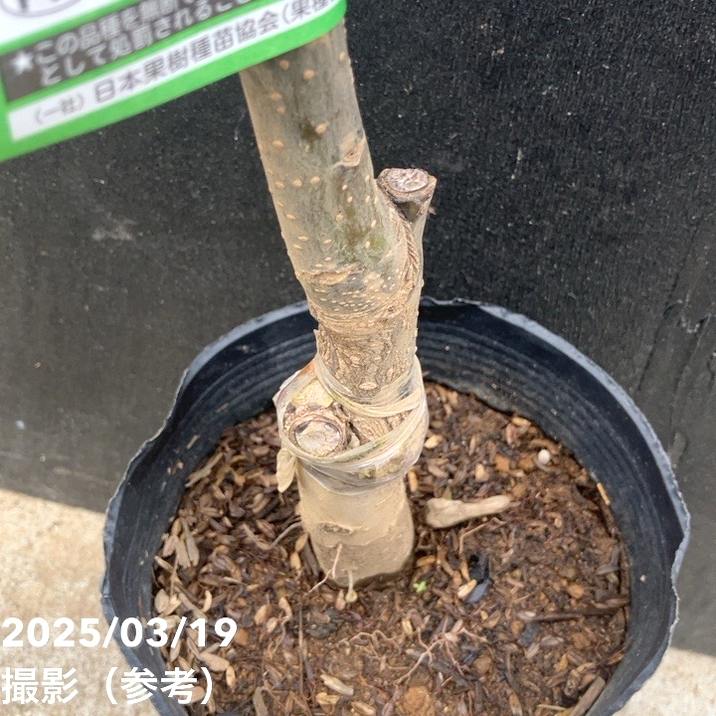 梨 ナシ 甘太 かんた 5号 1年生 PVP｜果樹04-PA | 果樹 | 赤塚植物園