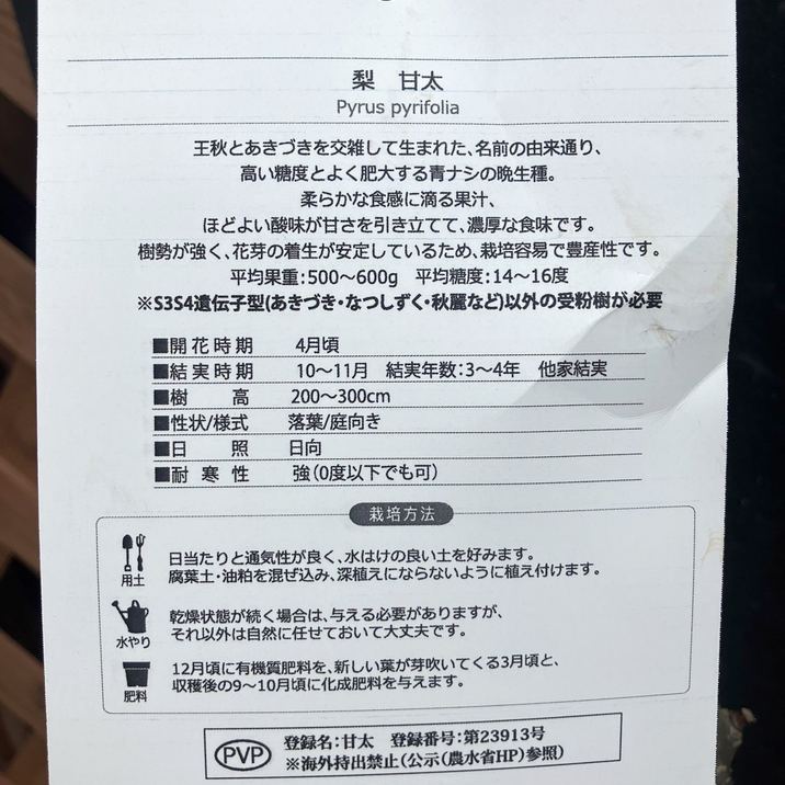 梨 ナシ 甘太 かんた 5号 1年生 PVP｜果樹04-PA | 果樹 | 赤塚植物園