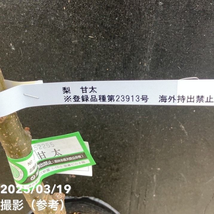梨 ナシ 甘太 かんた 5号 1年生 PVP｜果樹04-PA | 果樹 | 赤塚植物園
