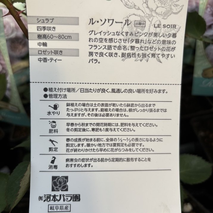バラ新苗 ル・ソワール 4号 河本バラ園 河本麻記子さん ローズ・ドゥ