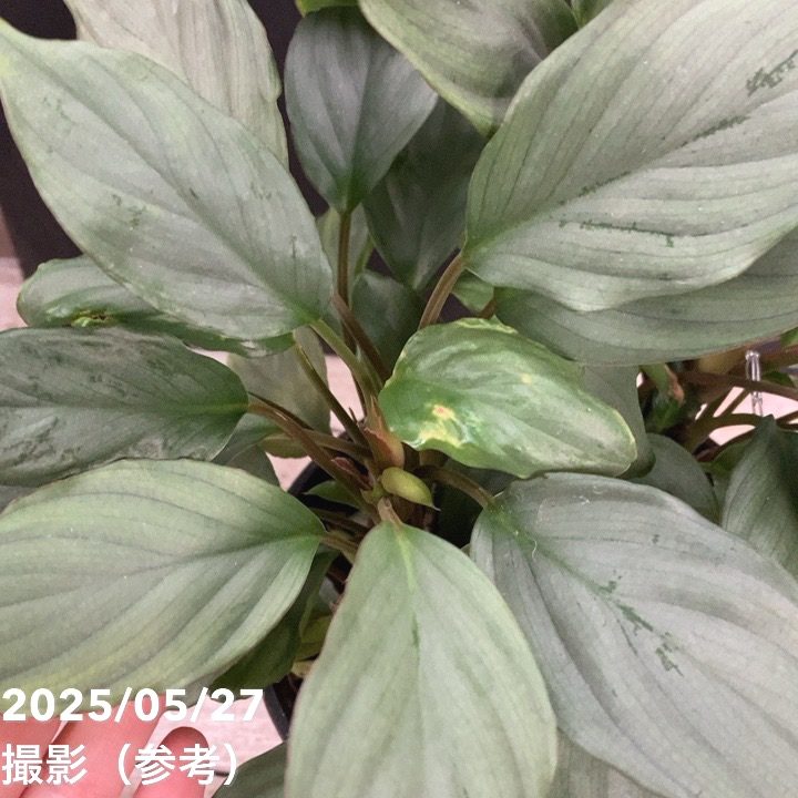 ホマロメナ フミリス シルバー 5号｜観葉04-PA | 観葉・多肉 | 赤塚