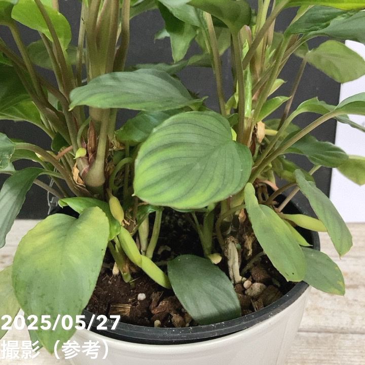 レア❤️葉挿しセット✨ホリコロ等✨1セットのみ❤️ 現品］【希少】☆珍しい☆ 10番 ペペロミア ホバリア 5号 観葉植物