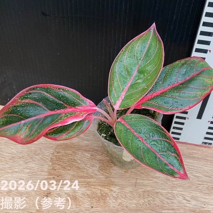 アグラオネマ 2.5号 ロータスディライト Aglaonema Lotus Dilight