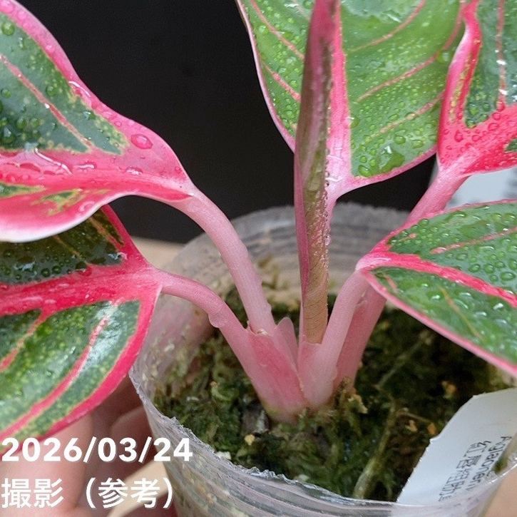 アグラオネマ 2.5号 ロータスディライト Aglaonema Lotus Dilight