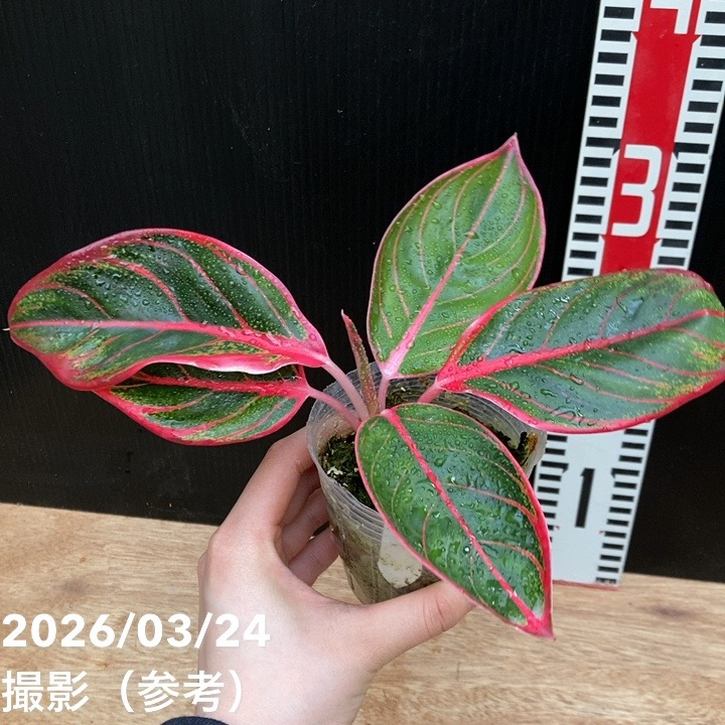 アグラオネマ 2.5号 ロータスディライト Aglaonema Lotus Dilight