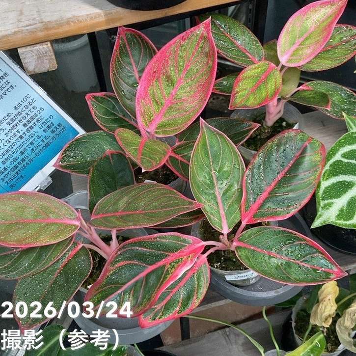 アグラオネマ 2.5号 ロータスディライト Aglaonema Lotus Dilight