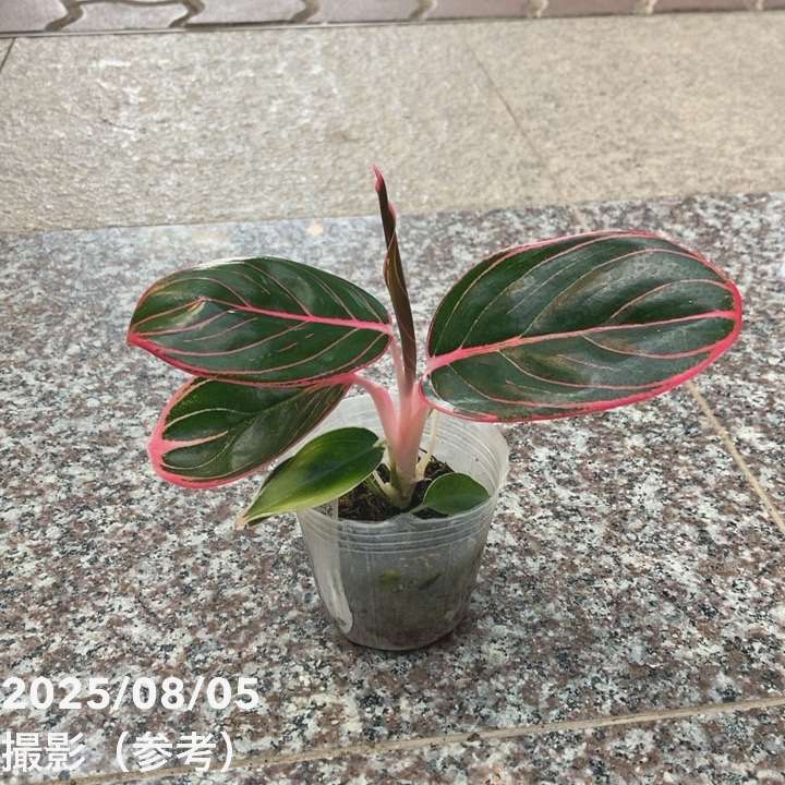 アグラオネマ 2.5号 ロータスディライト Aglaonema Lotus Dilight