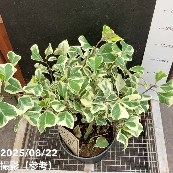 フィカス スウィートハート 5号 PVP｜観葉04-PA | 観葉・多肉