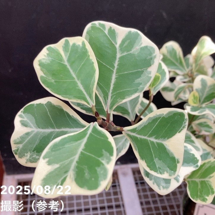 フィカス スウィートハート 5号 PVP｜観葉04-PA | 観葉・多肉,フィカス