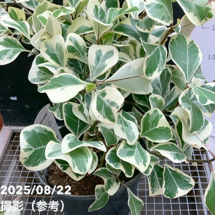 現物「フィカス・スイートハート」８号（陶器）Ficus triangularis フィカス・スイートハート 8号（陶器） - 植物と暮らす m-plant