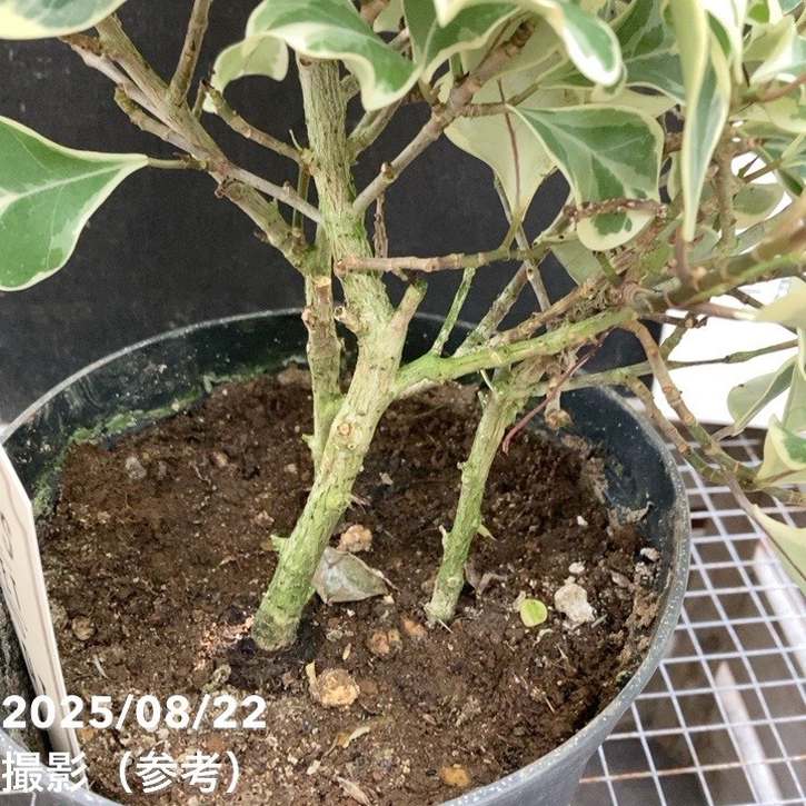 フィカス スウィートハート 5号 PVP|観葉04-PA