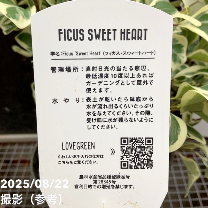 フィカス スウィートハート 5号 PVP|観葉04-PA
