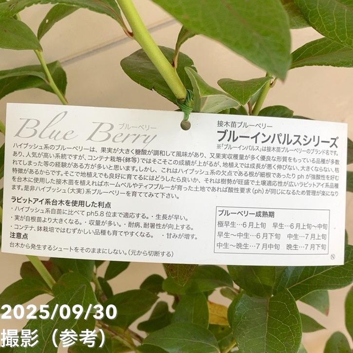 ブルーベリー ノーザンハイブッシュ系 スパルタン 7号スリット鉢（接木