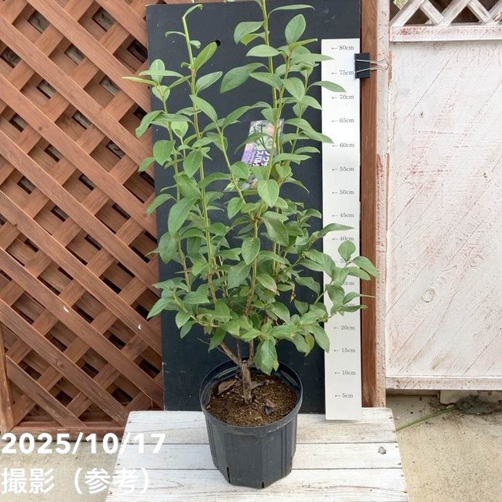 ブルーベリー ノーザンハイブッシュ系 スパルタン 7号スリット鉢（接木