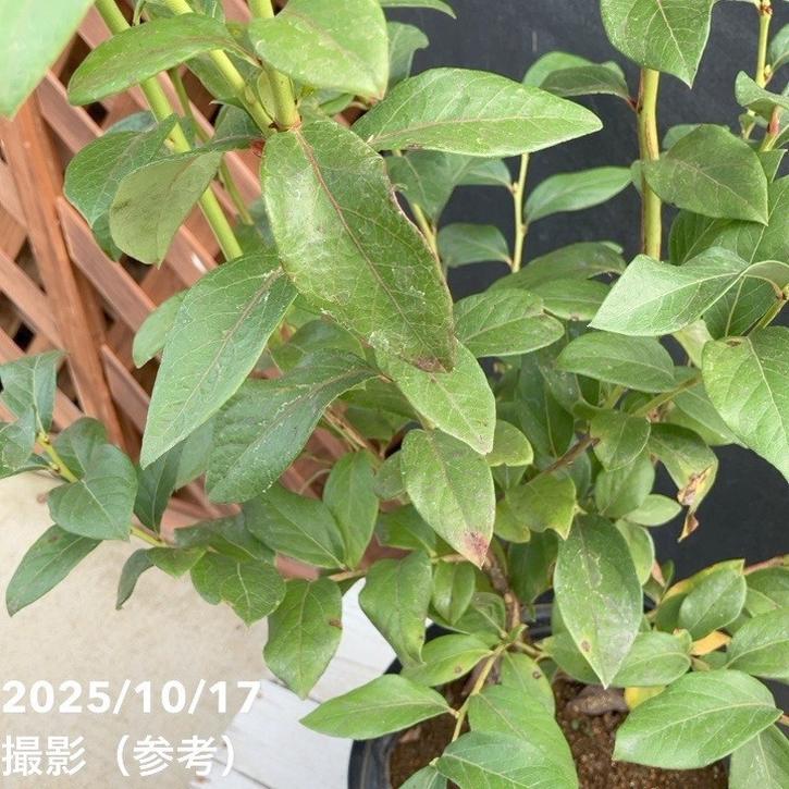 ブルーベリー ノーザンハイブッシュ系 スパルタン 7号スリット鉢（接木