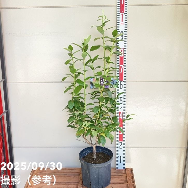 ブルーベリー ノーザンハイブッシュ系 スパルタン 7号スリット鉢（接木