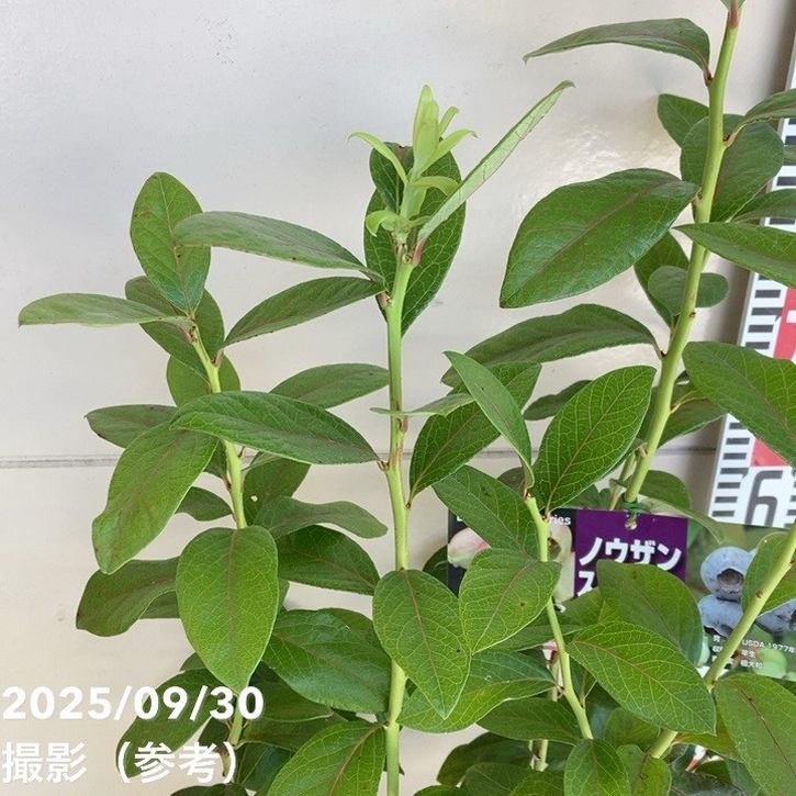 ブルーベリー ノーザンハイブッシュ系 スパルタン 7号スリット鉢（接木