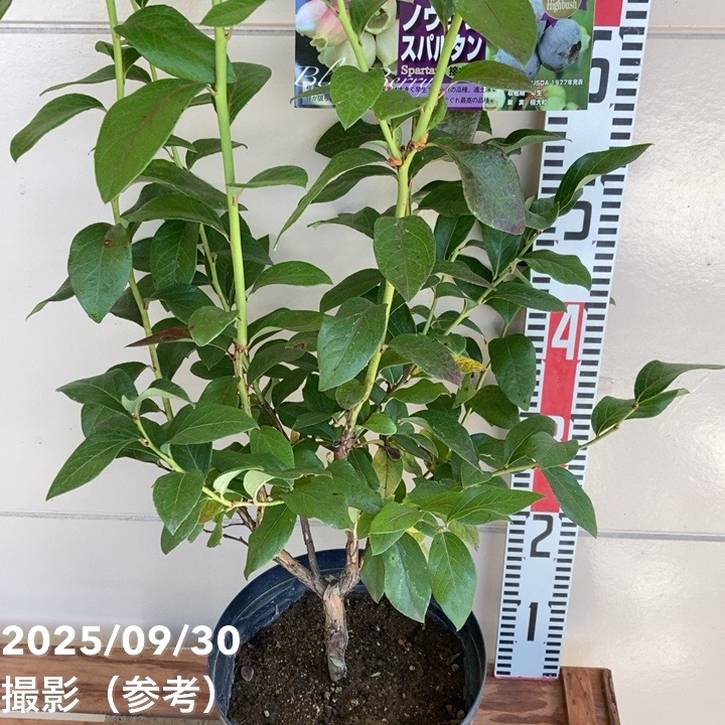 ブルーベリー ノーザンハイブッシュ系 スパルタン 7号スリット鉢（接木