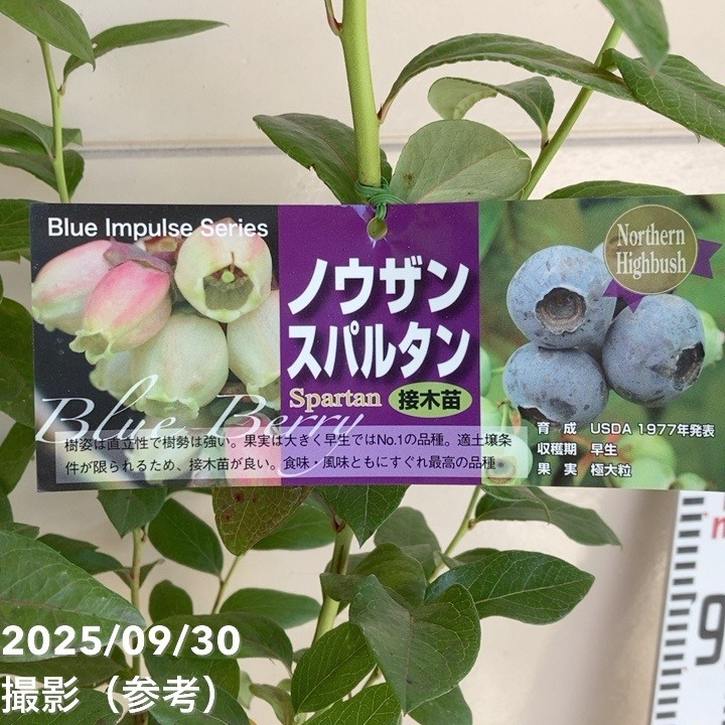 ブルーベリー ノーザンハイブッシュ系 スパルタン 7号スリット鉢（接木