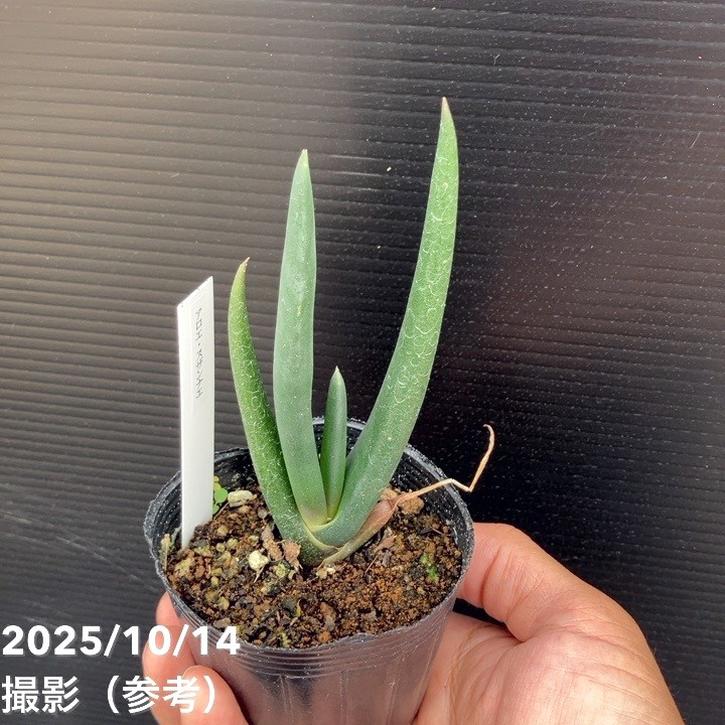 アロエ スザンナエ 2.5号｜観葉10-TU | 観葉・多肉 | 赤塚植物園
