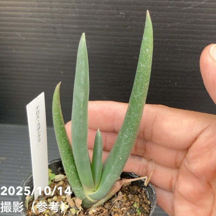 期間限定10％OFF！】アロエ スザンナエ 2.5号｜観葉10-TU | 観葉・多肉