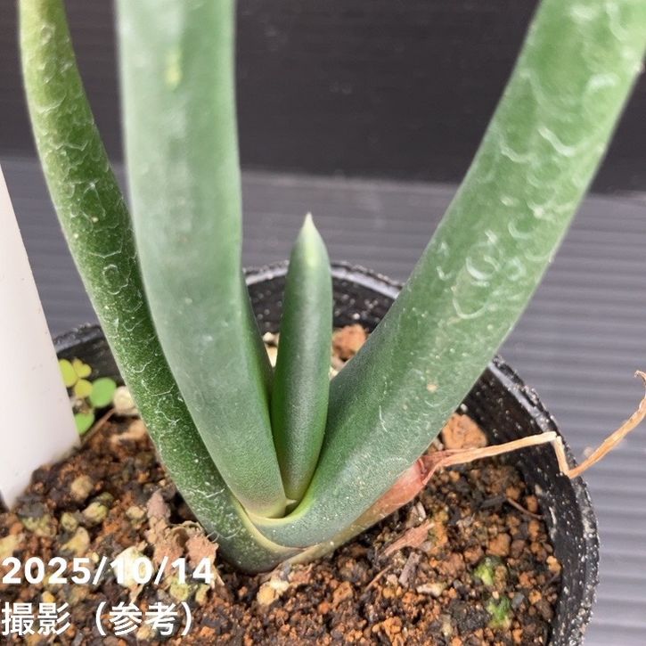 期間限定10％OFF！】アロエ スザンナエ 2.5号｜観葉10-TU | 観葉・多肉