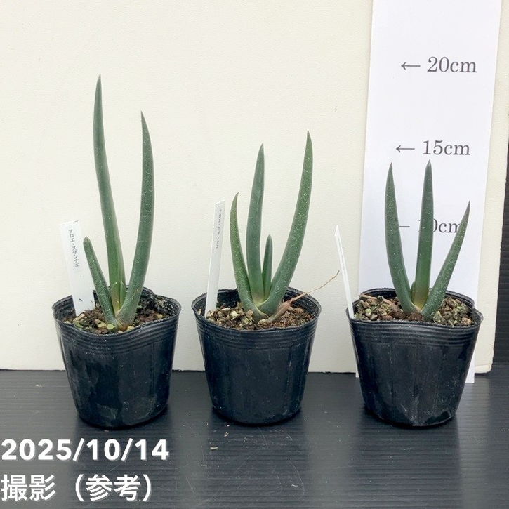 期間限定10％OFF！】アロエ スザンナエ 2.5号｜観葉10-TU | 観葉・多肉