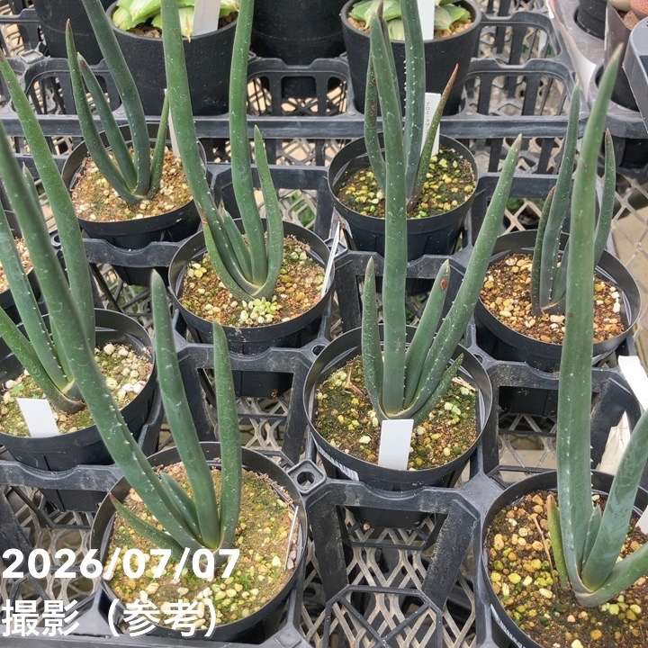 決算P5倍！8/2まで】【お買い得！】アロエ スザンナエ 2.5号｜観葉10