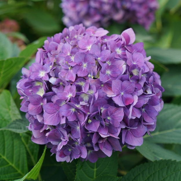 PW アジサイ サマーメドレー アリーバ 11cmロングポット｜花木04-PA